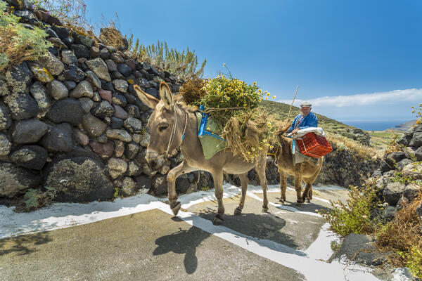 Farmer and donkey climbing stairs in Santorini, Cyclades Islands, Greece