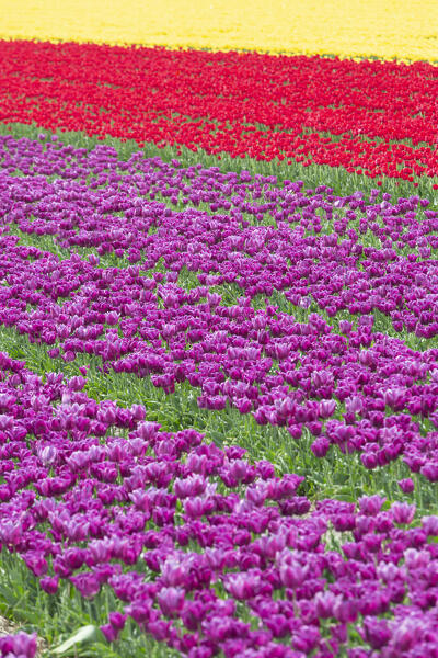 Tulip Fields near Lisse,  South Holland, Netherlands