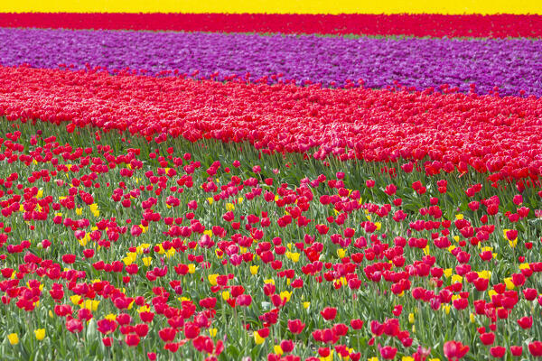 Tulip Fields near Lisse,  South Holland, Netherlands