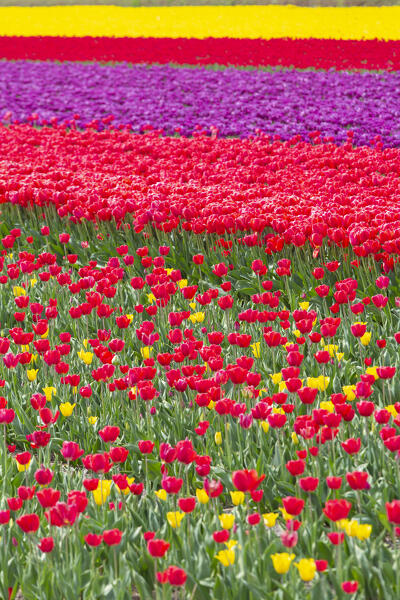 Tulip Fields near Lisse,  South Holland, Netherlands