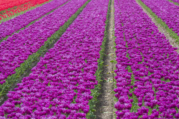 Tulip Fields near Lisse,  South Holland, Netherlands