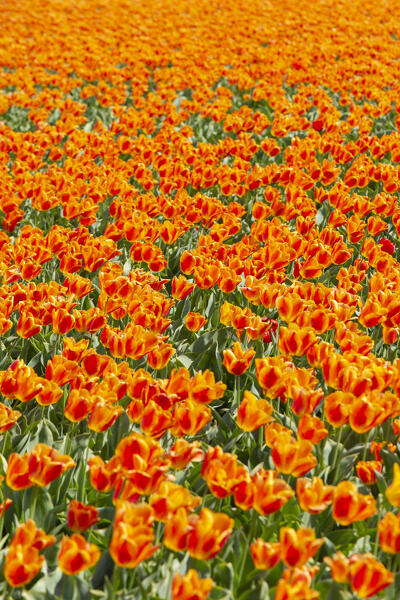 Tulip Fields near Lisse,  South Holland, Netherlands