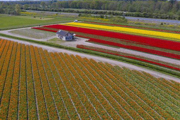 Tulip Fields near Lisse,  South Holland, Netherlands
