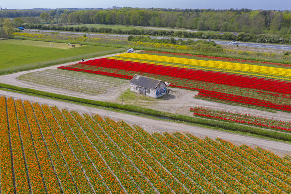 Tulip Fields near Lisse,  South Holland, Netherlands