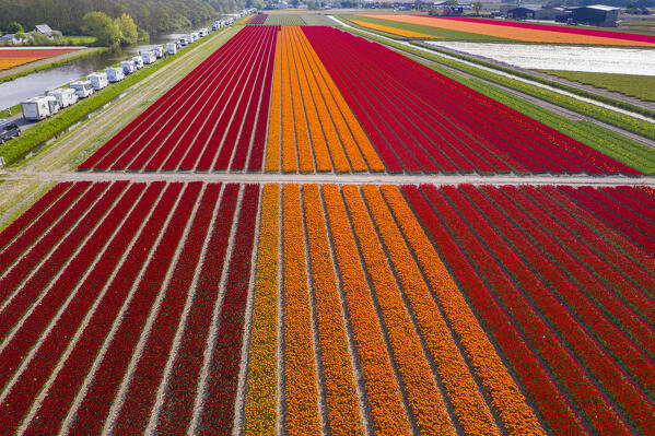 Tulip Fields near Lisse,  South Holland, Netherlands