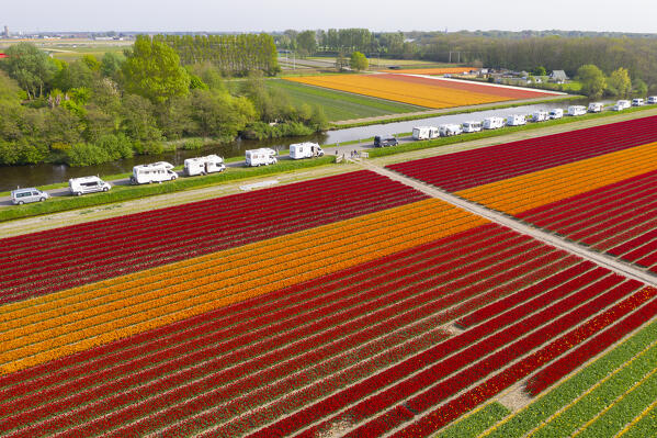 Tulip Fields near Lisse,  South Holland, Netherlands