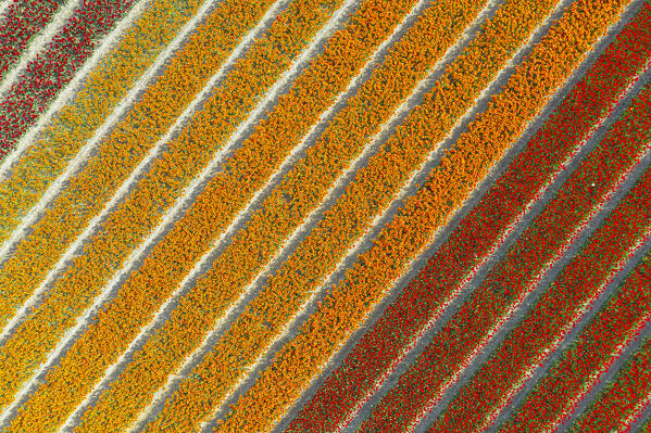 Tulip Fields near Lisse,  South Holland, Netherlands