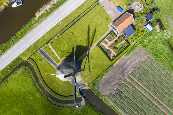 Tulip fields and Windmill in Schagen near Alkmaar and Den Helder, North Holland, Netherlands