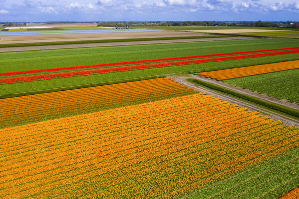 Tulip fields in Schagen near Alkmaar and Den Helder, North Holland, Netherlands