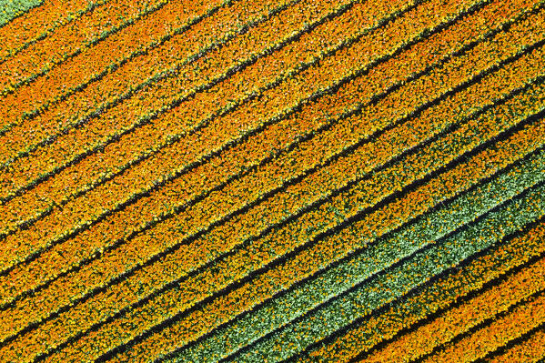 Tulip fields in Schagen near Alkmaar and Den Helder, North Holland, Netherlands