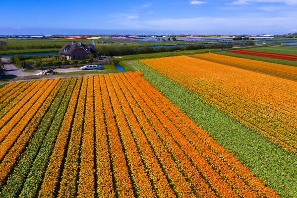 Tulip fields in Schagen near Alkmaar and Den Helder, North Holland, Netherlands