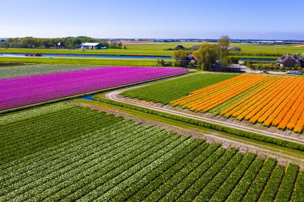 Tulip fields in Schagen near Alkmaar and Den Helder, North Holland, Netherlands