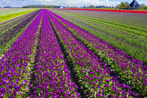Tulip fields in Schagen near Alkmaar and Den Helder, North Holland, Netherlands