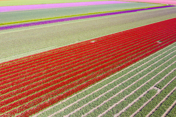 Tulip fields in Schagen near Alkmaar and Den Helder, North Holland, Netherlands