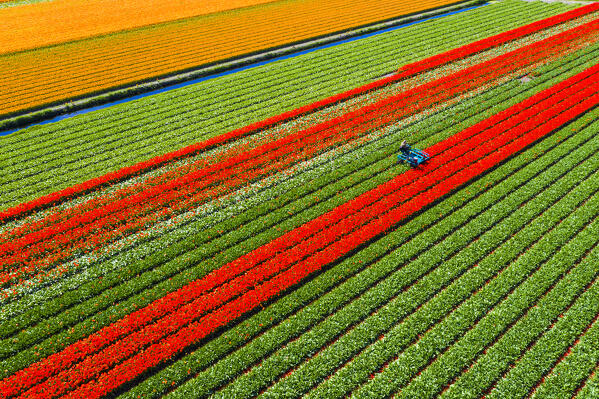Tulip fields in Schagen near Alkmaar and Den Helder, North Holland, Netherlands