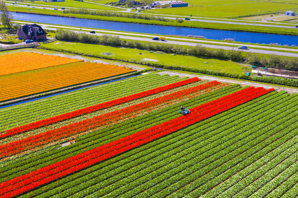 Tulip fields in Schagen near Alkmaar and Den Helder, North Holland, Netherlands