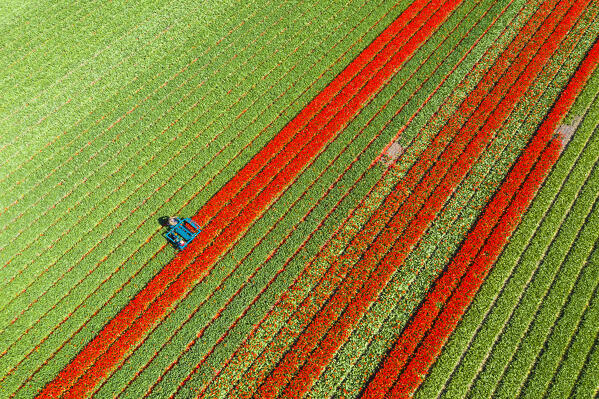 Tulip fields in Schagen near Alkmaar and Den Helder, North Holland, Netherlands