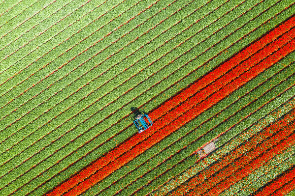 Tulip fields in Schagen near Alkmaar and Den Helder, North Holland, Netherlands