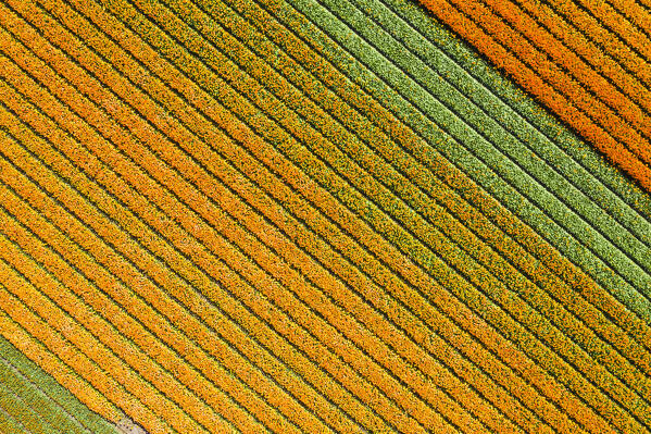 Tulip fields in Schagen near Alkmaar and Den Helder, North Holland, Netherlands