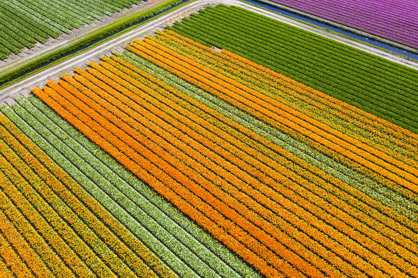 Tulip fields in Schagen near Alkmaar and Den Helder, North Holland, Netherlands
