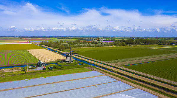 Tulip fields in Schagen near Alkmaar and Den Helder, North Holland, Netherlands