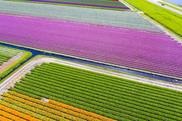 Tulip fields in Schagen near Alkmaar and Den Helder, North Holland, Netherlands