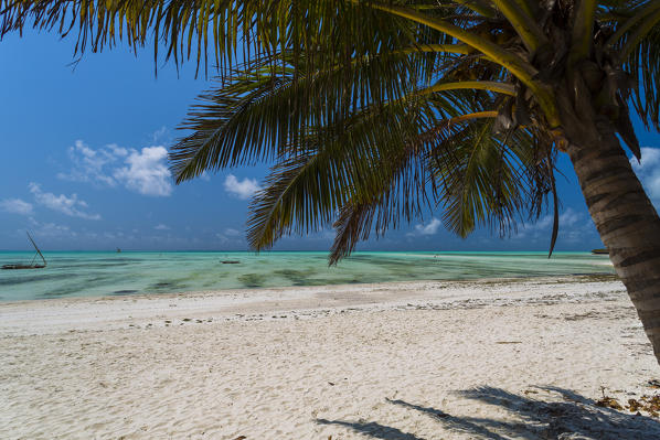 Beach and palm in Jambiani, Zanzibar, Tanzania, Africa