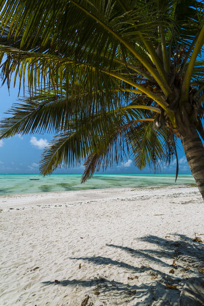 Beach and palm in Jambiani, Zanzibar, Tanzania, Africa