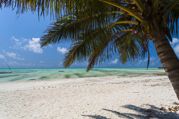 Beach and palm in Jambiani, Zanzibar, Tanzania, Africa