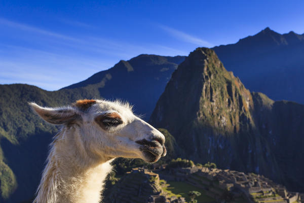 Llama at the iconic archeological site of Machu Picchu in the Cusco Region, Urubamba Province, Machupicchu District, Peru, South America
