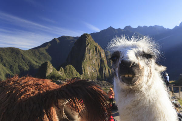 Llama at the iconic archeological site of Machu Picchu in the Cusco Region, Urubamba Province, Machupicchu District, Peru, South America