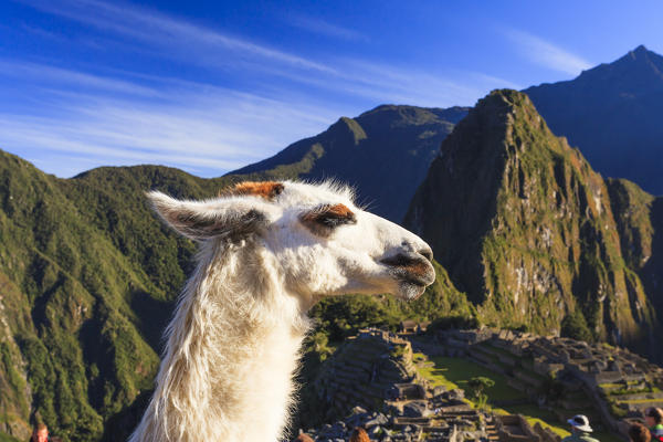 Llama at the iconic archeological site of Machu Picchu in the Cusco Region, Urubamba Province, Machupicchu District, Peru, South America