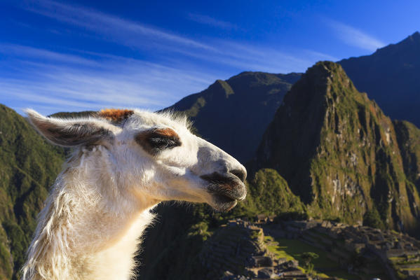 Llama at the iconic archeological site of Machu Picchu in the Cusco Region, Urubamba Province, Machupicchu District, Peru, South America