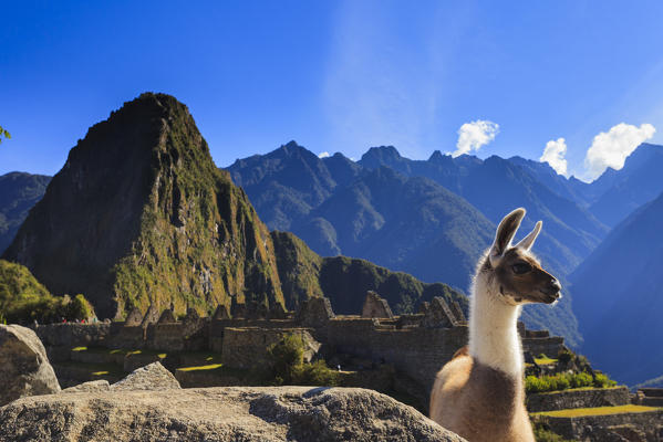 Llama at the iconic archeological site of Machu Picchu in the Cusco Region, Urubamba Province, Machupicchu District, Peru, South America