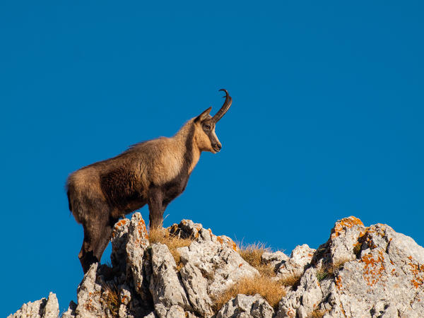 Europe, Italy, Abruzzo. Chamois in Gran Sasso and Monti della Laga National Park
