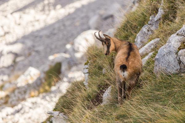 Chamois of National Park of Abruzzo Lazio and Molise
Europe, Italy, Abruzzo, Province of L'Aquila, National Park of Abruzzo Lazio and Molise