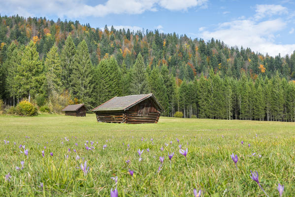 Autumn barns at Lake Barmsee 
Europe, Germany, Oberbayern, Bavaria, Krun, 