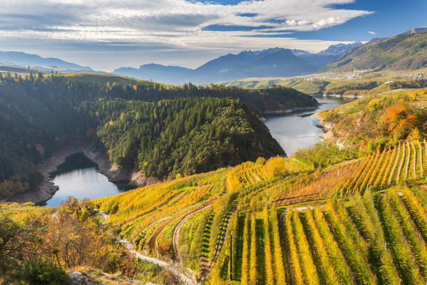Apple trees in the autumn 
Europe, Italy, Trentino Alto Adige, Trento district, Cles, Non valley