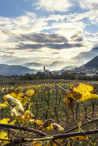 Vineyards in Cembra valley
Europe, Italy, Trentino, Cembra valley, Ville