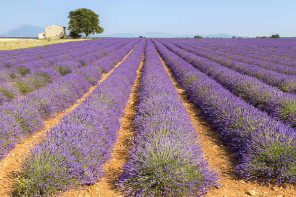 Lavender field around a lonely countryside house near Valensole, Alpes-de-Haute-Provence, Provence-Alpes-Côte d'Azur, France.