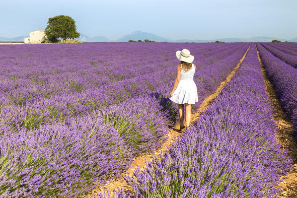 A woman in white dress in the fields of lavender near Valensole, Alpes-de-Haute-Provence, Provence-Alpes-Côte d'Azur, France.