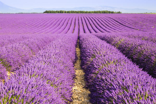 Lavender fields near Valensole, Alpes-de-Haute-Provence, Provence-Alpes-Côte d'Azur, France.