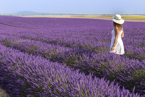 A woman in white dress in the fields of lavender near Valensole, Alpes-de-Haute-Provence, Provence-Alpes-Côte d'Azur, France.