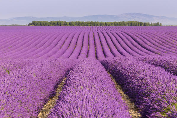 Lavender fields near Valensole, Alpes-de-Haute-Provence, Provence-Alpes-Côte d'Azur, France.