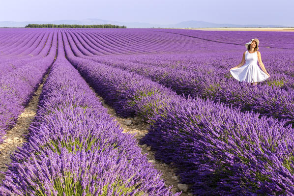 A woman in white dress in the fields of lavender near Valensole, Alpes-de-Haute-Provence, Provence-Alpes-Côte d'Azur, France.