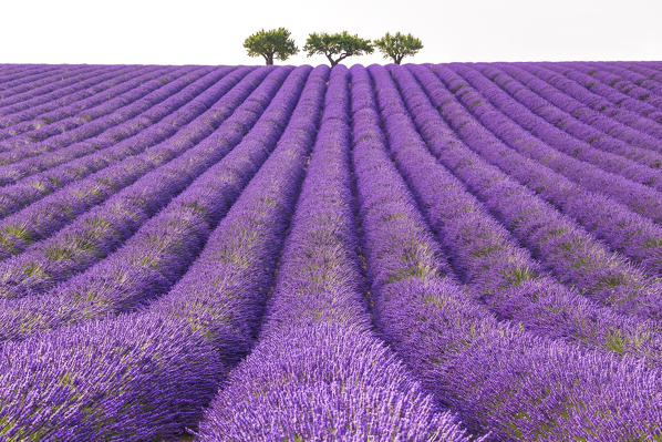 Lonely trees in a lavender field near Valensole at sunrise, Alpes-de-Haute-Provence, Provence-Alpes-Côte d'Azur, France.