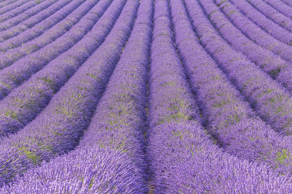 Lavender fields near Valensole, Alpes-de-Haute-Provence, Provence-Alpes-Côte d'Azur, France.
