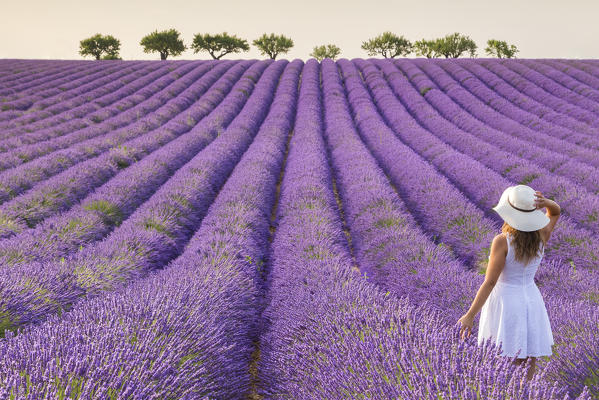 A woman in white dress in the fields of lavender near Valensole, Alpes-de-Haute-Provence, Provence-Alpes-Côte d'Azur, France. (MR)