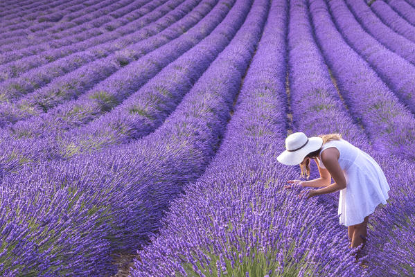 A woman in white dress in the fields of lavender near Valensole, Alpes-de-Haute-Provence, Provence-Alpes-Côte d'Azur, France.