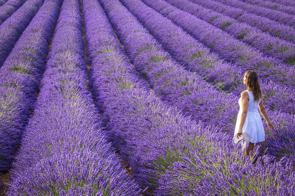 A woman in white dress in the fields of lavender near Valensole, Alpes-de-Haute-Provence, Provence-Alpes-Côte d'Azur, France.